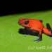 frog_dart_poison_tar_h_0712_cos1043_rv.jpg